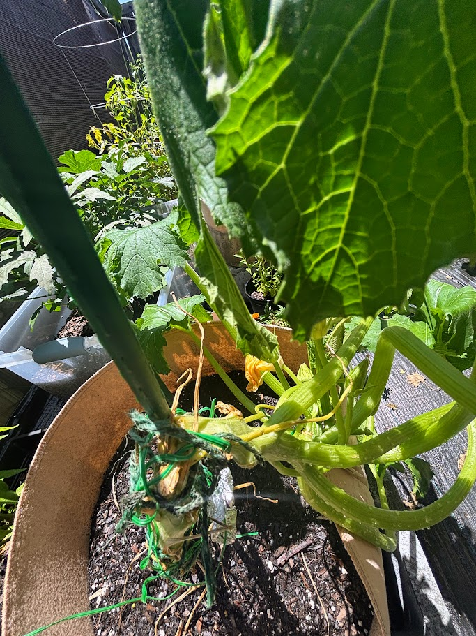 oh snap squash plant