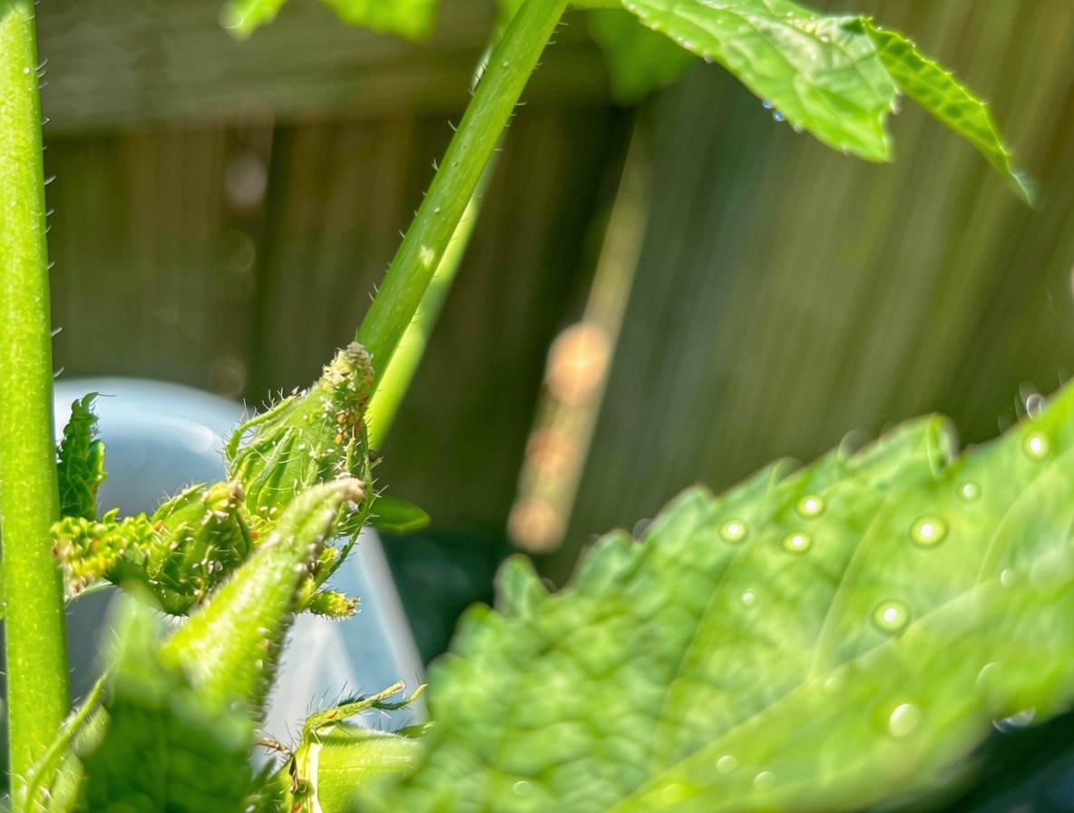 Stunted small okra pod from Green Fingers plant